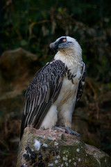 bird of prey