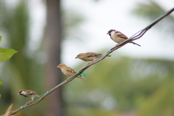 bird on a branch