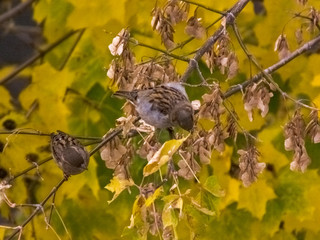 The bird sits on a branch in autumn against the background of leaves