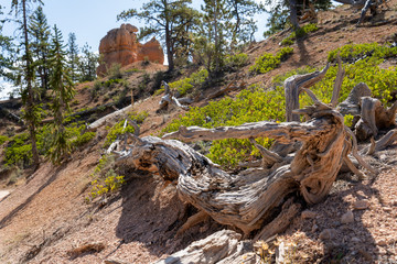USA Bryce Canyon National Park