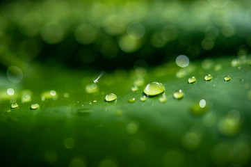 The dew drops on the leaves are not green