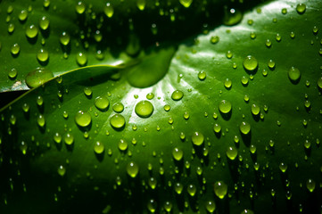 The dew drops on the leaves are not green