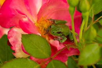 Gray Tree Frog on rose taken in central MN