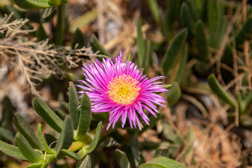 Fototapeta premium Vegetation on Rhodes island, Greece