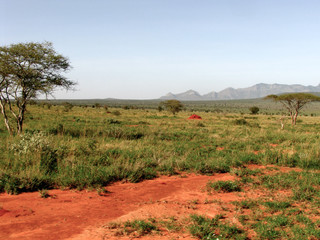 savanna, kenya