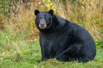 Black Bear boar taken in northern MN in the wild