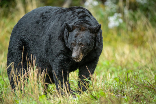 Black Bear boar taken in northern MN in the wild