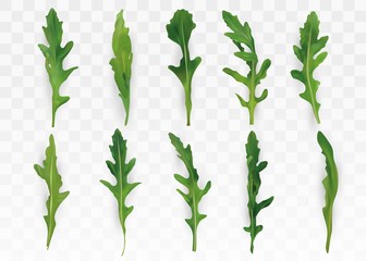 Green leaf arugula isolated on transparent background. Fresh salad or rucola. Collection green leaf arugula. Salad for your menu. 3D vector illustration.