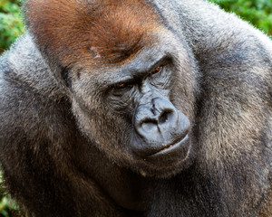 dramatic close-up portrait of a silverback gorilla