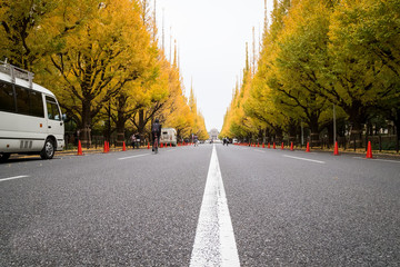 Tokyo yellow ginkgo tree tunnel near Jingu gaien avanue in autumn