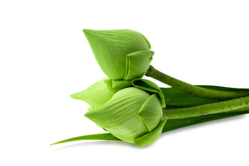 Fresh green lotus flower at white background © Thicha