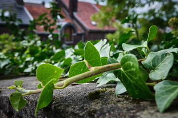 Wet ivy leaves on wall