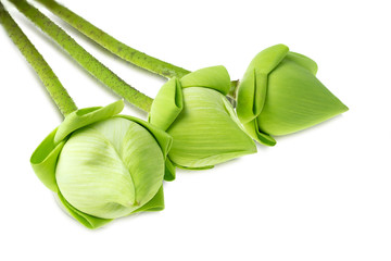 Fresh green lotus flower at white background © Thicha