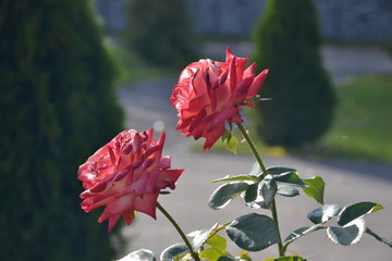 Queen of the Garden - Beautiful Garden Rose