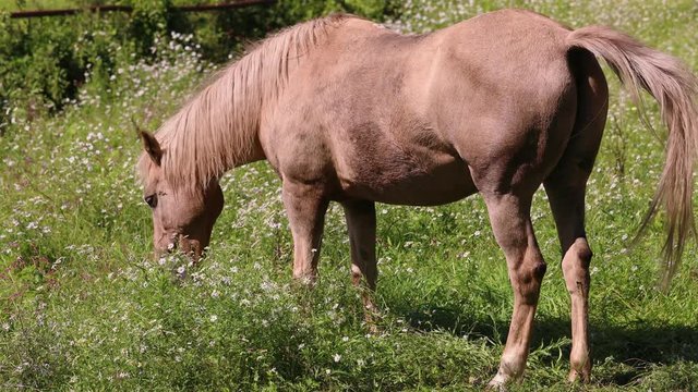 草を食べる牧場の馬