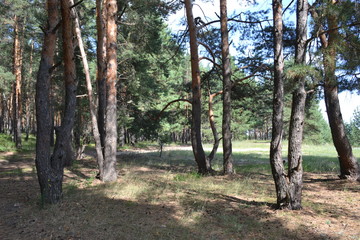 Beautiful summer landscape in the forest