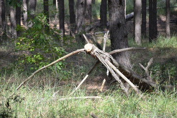 Beautiful summer landscape in the forest