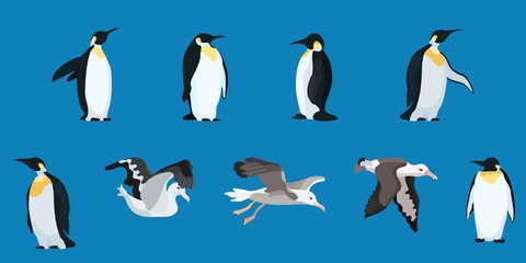 albatrosses and penguins compilation flat style