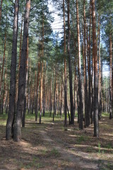 Beautiful summer landscape in the forest