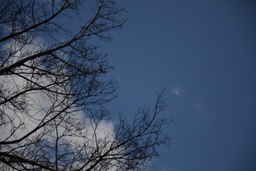 Beautiful summer landscape in the forest
