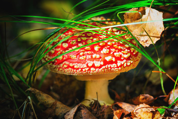 Beautiful mushroom in the forest grass in the rays of the sun