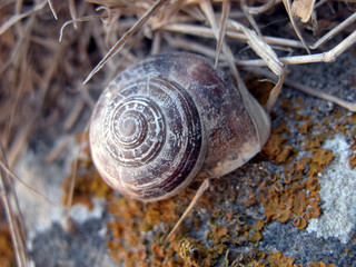 snail on a leaf