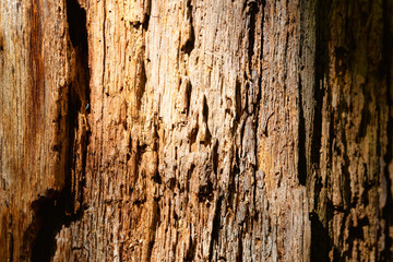 Texture of the old tree trunk in the soft morning rays