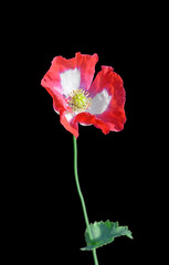 Beautiful red poppy isolated on a black background