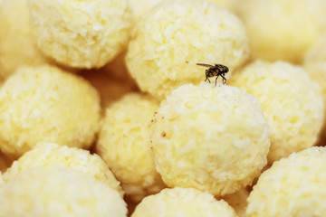 A fly on white chocolate candy.