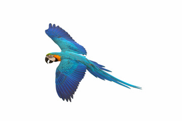 Colorful flying parrot isolated on white background.
