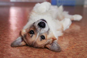 portrait of cute puppy red Corgi dog lying on his back smiling cheerfully and playing on the floor