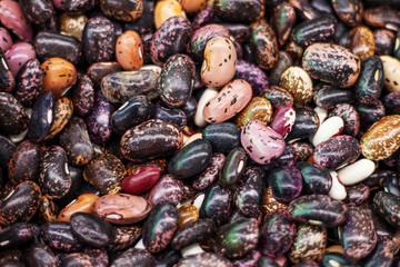 Multicolored bean (Phaseolus), close-up view.