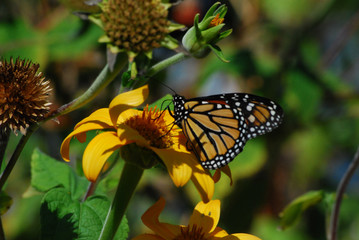 Yellow Butterfly on Yellow flower