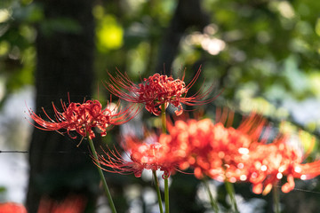 曼珠沙華　村上緑地公園　千葉県八千代市