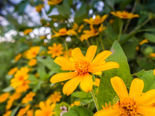 yellow flowers in the garden