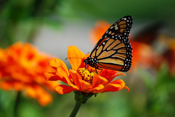 Light Colored Monarch Butterfly over Orange Flower