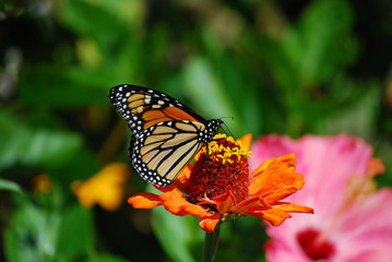 Fototapeta na wymiar Monarch Butterfly on Orane Flower with wings spread
