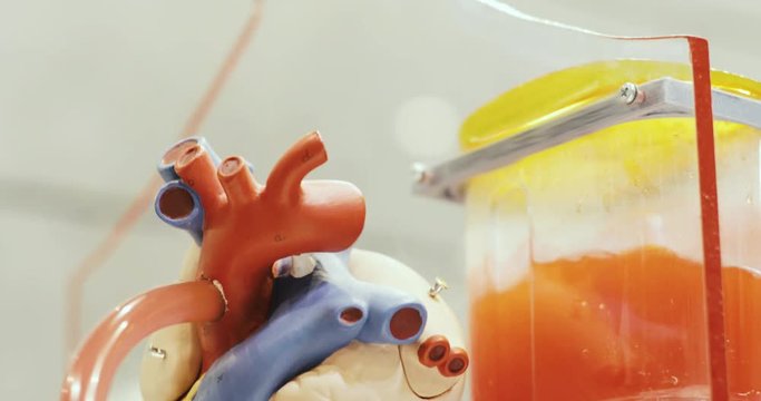 Toy anatomical functioning robotic human heart model with circulated red liquid. Study and learn, research of the heart in a scientific laboratory in clinic. Science exibition in museum.