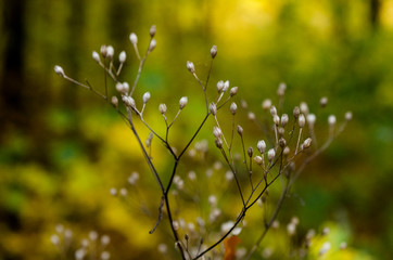 Beautiful Scandinavian forest with many colours  in Autumn 