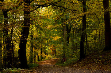 Fototapeta na wymiar Beautiful Scandinavian forest with many colours in Autumn 