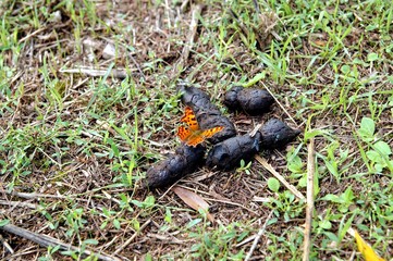 Naklejka na ściany i meble Shit with a butterfly, Polygonia c-album Nymphalinae consuming nutrients and water from dog poop. Butterfly Sitting on a Clump of Animal Excrement and eating excrements