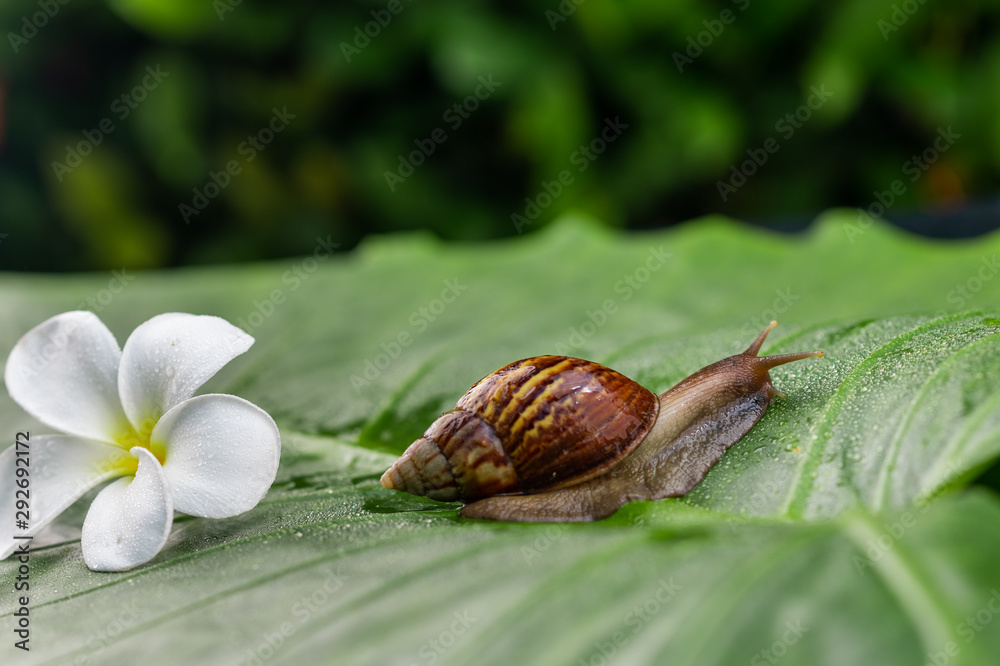 Wall mural a small achatina snail creeping on a green leaf with a white beautiful magnolia flower among the gre