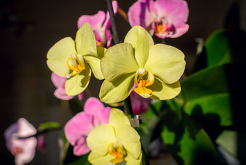 Fototapeta na wymiar Beautiful blooming yellow and pink fresh orchids, growing in spring. Exotic tropical flower. Decorative houseplant. 
