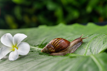 A small Achatina snail creeping on a green leaf with a white beautiful magnolia flower among the green garden..Cosmetology concept