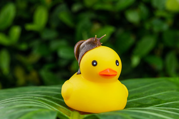 A small Achatina snail crawling up a yellow rubber duck posing among green wet foliage..Cosmetology concept