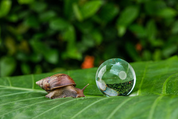 Large Achatina snail crawling on a green wet leaf next to a large soap bubble among a green garden..Cosmetology concept