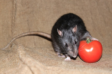  The rat laid a foot on a red tomato. Brown background.