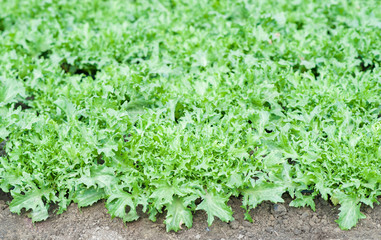 lettuce frisee in the beds with drip irrigation. Lettuce plantations