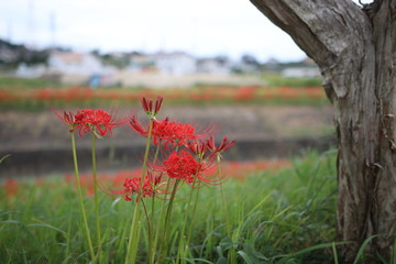秋に咲く赤い彼岸花（曼珠沙華、リコリス）