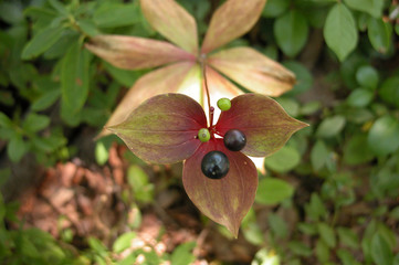 three leaf plant with berries